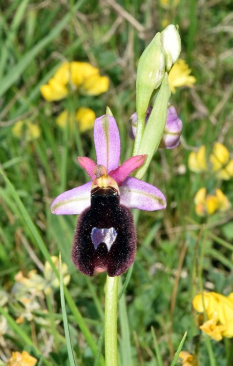 Ophrys bertolonii subsp. benacensis ( Reisigl ) P. Delforge M. 2.jpg