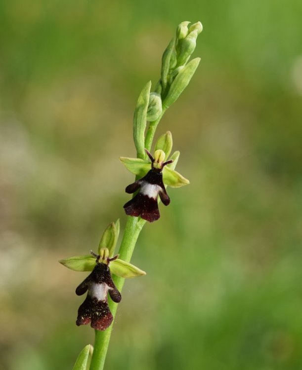 Ophrys insectifera L. 1753-7.jpg