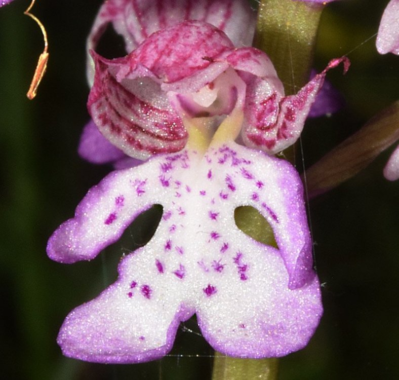 Orchis x hibrida Boenningh. Orchis militaris x Orchis purpurea. 4.jpg