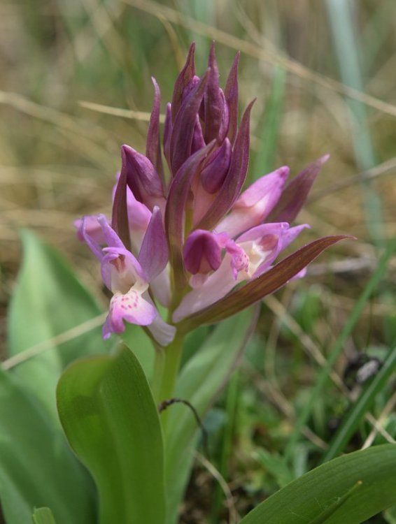 Dactylorhiza sambucina (L.) Soò 8.jpg