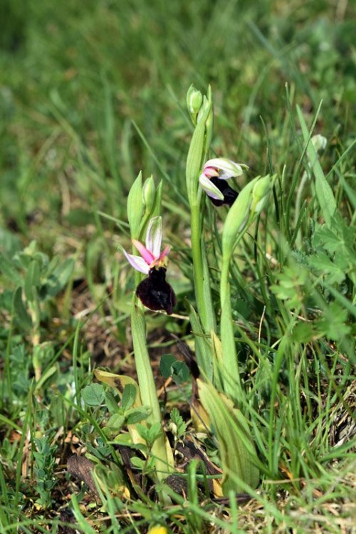 Ophrys bertolonii subsp. benacensis ( Reisigl ) P. Delforge M. 1.jpg