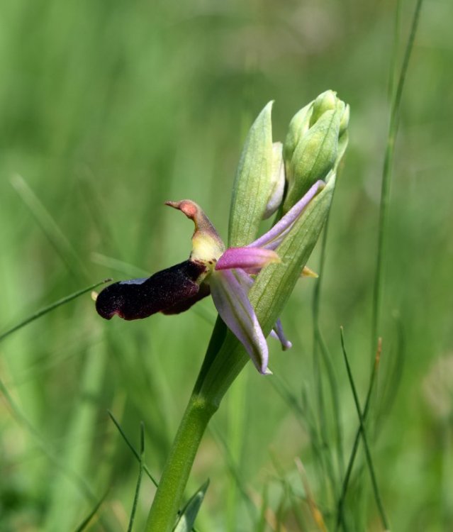 Ophrys bertolonii subsp. benacensis ( Reisigl ) P. Delforge M. 3.jpg