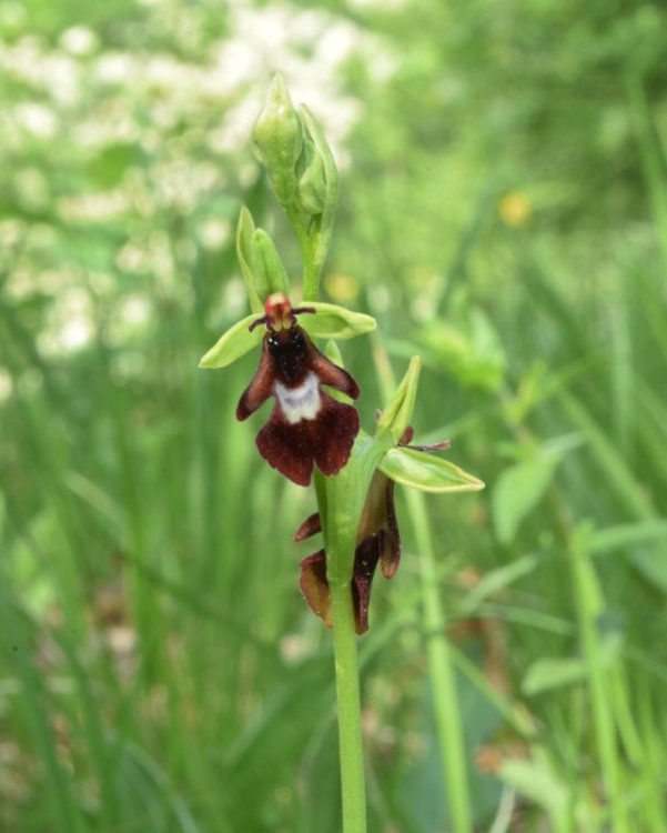 Ophrys insectifera L. 1753-6.jpg