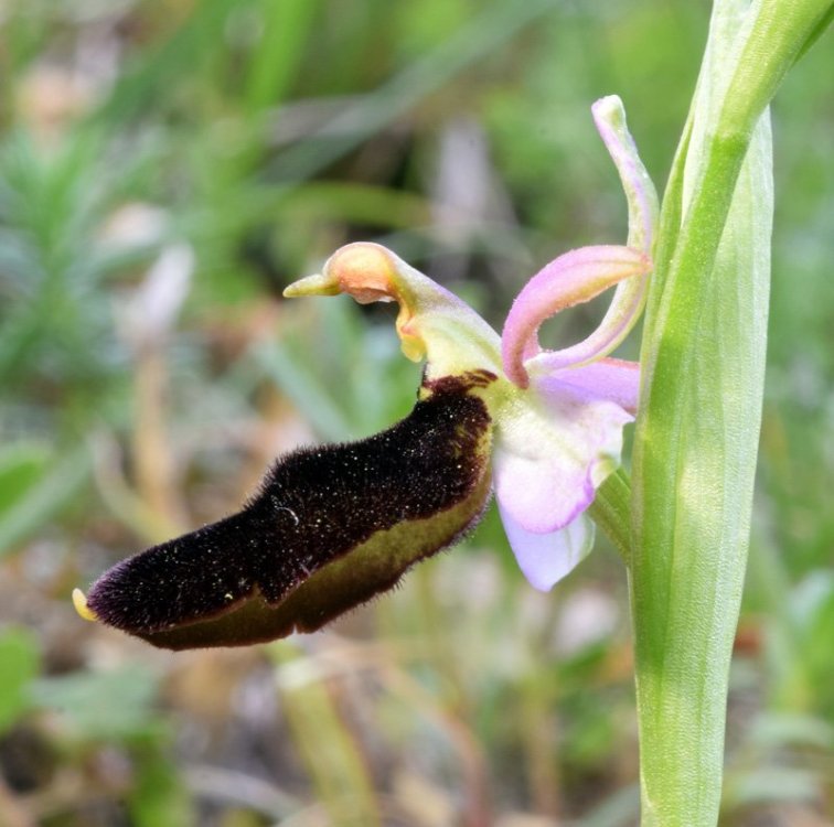 Ophrys bertolonii subsp. benacensis ( Reisigl ) P. Delforge M. 6.jpg