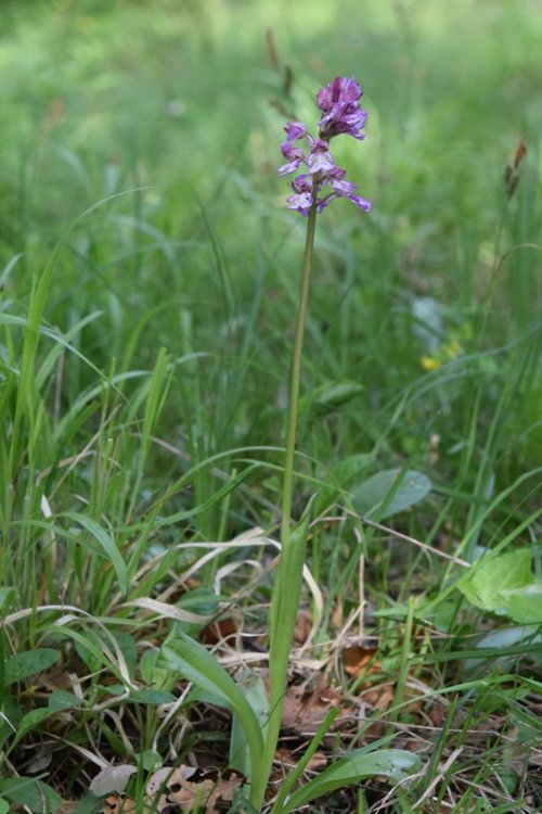 Orchis x hibrida Boenningh. Orchis militaris x Orchis purpurea. 1.jpg