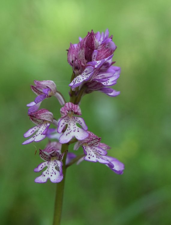 Orchis x hibrida Boenningh. Orchis militaris x Orchis purpurea. 2.jpg