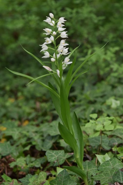 Cephalanthera longifolia (L.) Fritsch 1888. 2.jpg