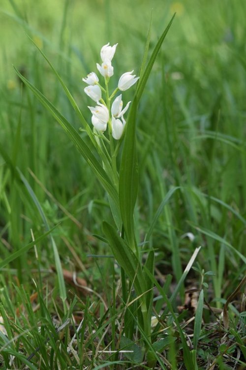 Cephalanthera longifolia (L.) Fritsch 1888. 1.jpg