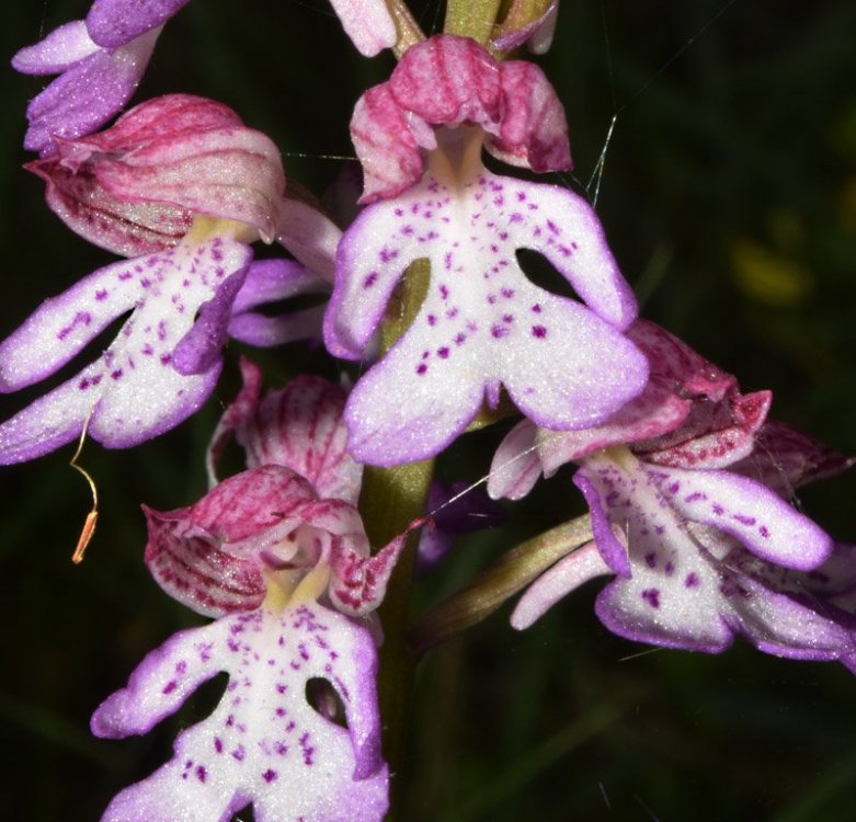 Orchis x hibrida Boenningh. Orchis militaris x Orchis purpurea. 3.jpg