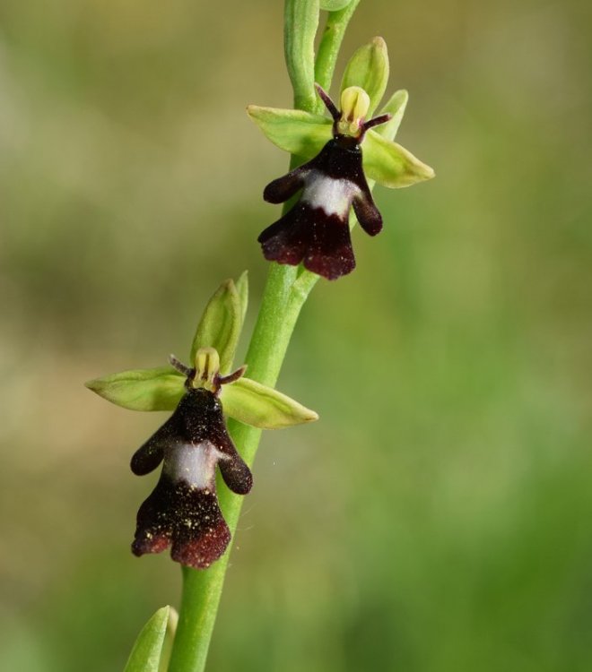 Ophrys insectifera L. 1753-8.jpg