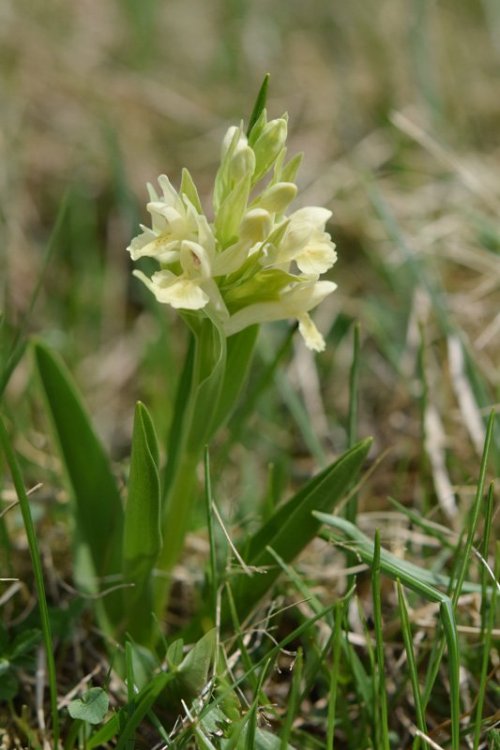 Dactylorhiza sambucina (L.) Soò 11.jpg