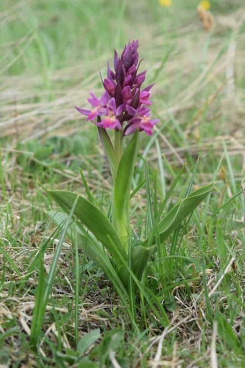 Dactylorhiza sambucina (L.) Soò 5.jpg