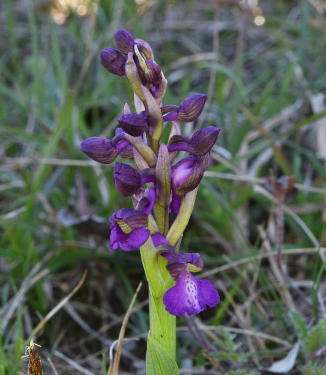 Anacamptis morio (L.) R.M. Bateman, Pridgeon & M.W. Chase. 1.jpg