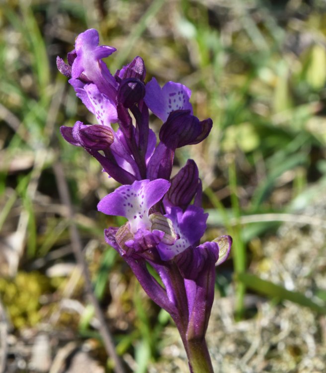 Anacamptis morio (L.) R.M. Bateman, Pridgeon & M.W. Chase. 1 no resupinazione.jpg