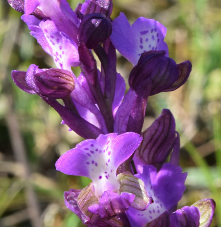 Anacamptis morio (L.) R.M. Bateman, Pridgeon & M.W. Chase. 2 no resupinazione.jpg