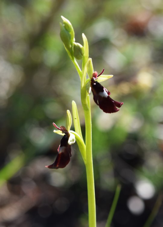 Ophrys insectifera L. 1753-1.jpg