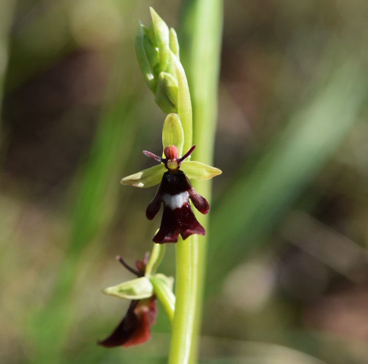 Ophrys insectifera L. 1753-2.jpg