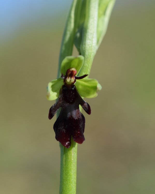 Ophrys insectifera L. 1753-3.jpg