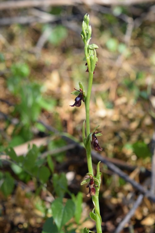 Ophrys insectifera L. 1753-4.jpg