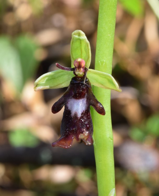 Ophrys insectifera L. 1753-5.jpg