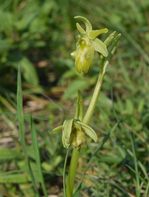 Ophrys sphegodes subsp. sphegodes chlorantha. 1.jpg