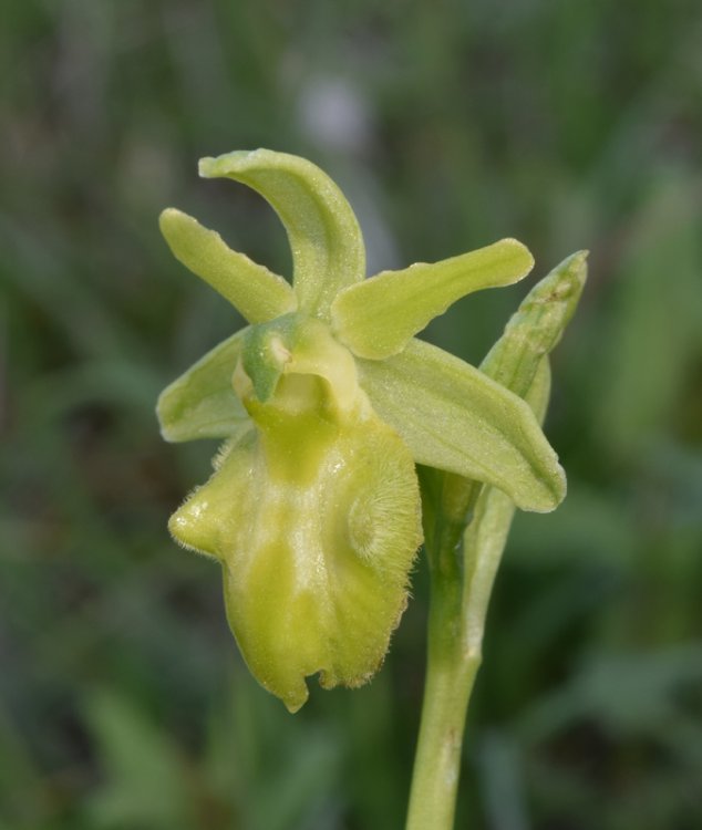 Ophrys sphegodes subsp. sphegodes chlorantha. 3.jpg