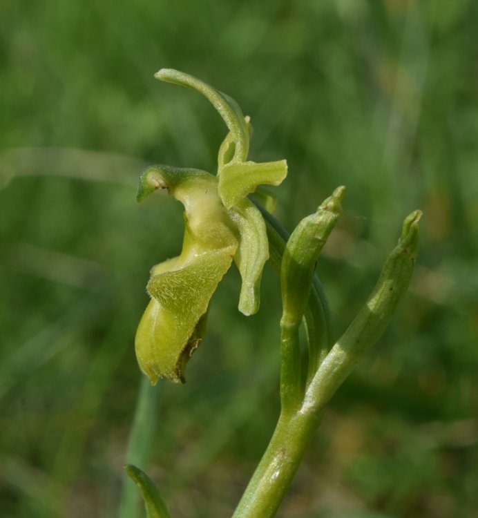 Ophrys sphegodes subsp. sphegodes chlorantha. 4.jpg