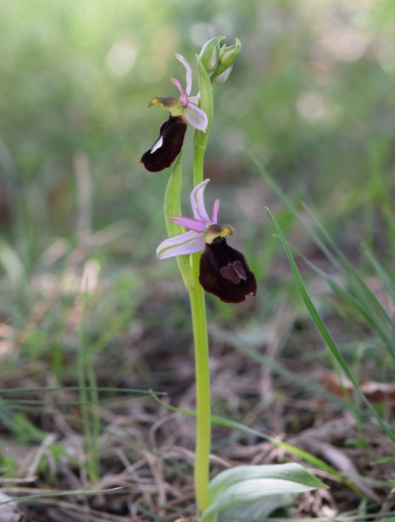 Ophrys bertolonii subsp. benacensis ( Reisigl ) P. Delforge 1.jpg