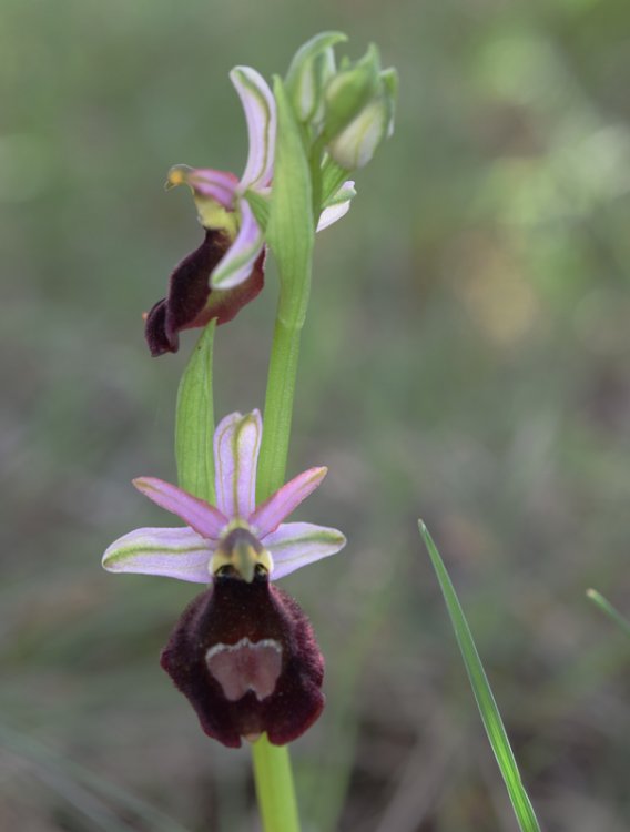 Ophrys bertolonii subsp. benacensis ( Reisigl ) P. Delforge 2.jpg