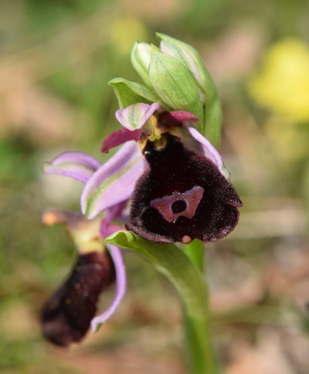 Ophrys bertolonii subsp. benacensis ( Reisigl ) P. Delforge 3.jpg