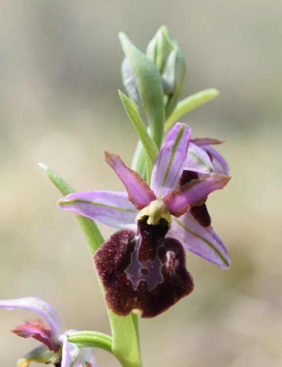 Ophrys bertolonii subsp. benacensis x O.sphegodes (Ophrys x pseudobertolonii) 2.jpg