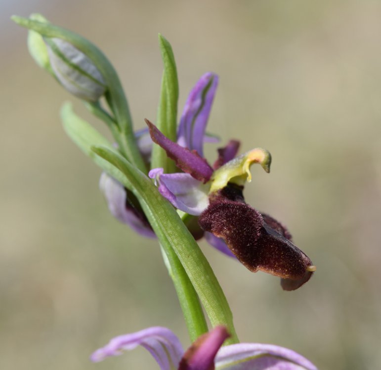 Ophrys bertolonii subsp. benacensis x O.sphegodes (Ophrys x pseudobertolonii) 3.jpg