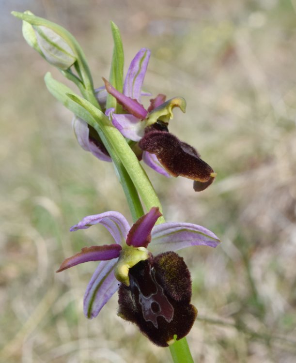 Ophrys bertolonii subsp. benacensis x O.sphegodes (Ophrys x pseudobertolonii) 4.jpg