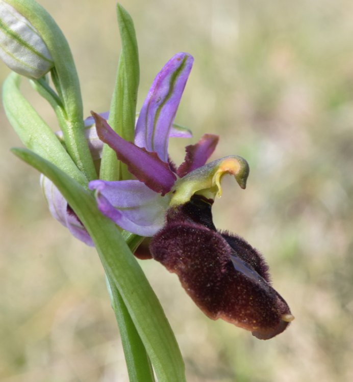 Ophrys bertolonii subsp. benacensis x O.sphegodes (Ophrys x pseudobertolonii) 5.jpg