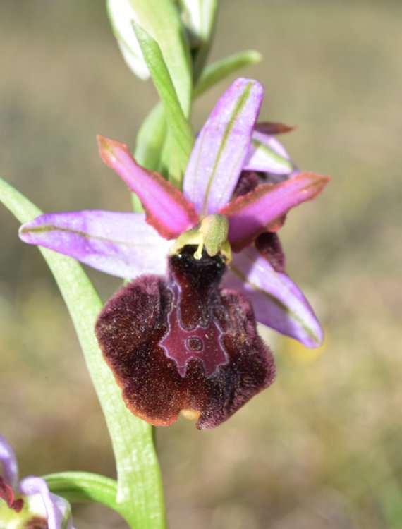 Ophrys bertolonii subsp. benacensis x O.sphegodes (Ophrys x pseudobertolonii) 6.jpg