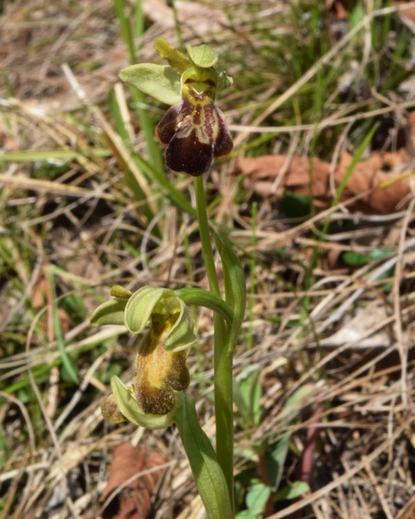 Ophrys fusca x  1.jpg