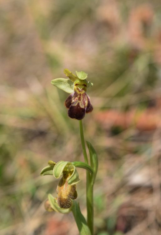 Ophrys fusca x  2.jpg