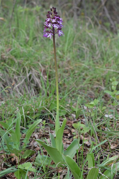 Orchis purpurea Huds. 1762 -1.jpg