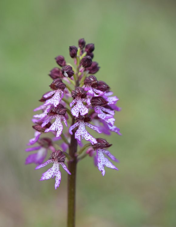 Orchis purpurea Huds. 1762 -2.jpg