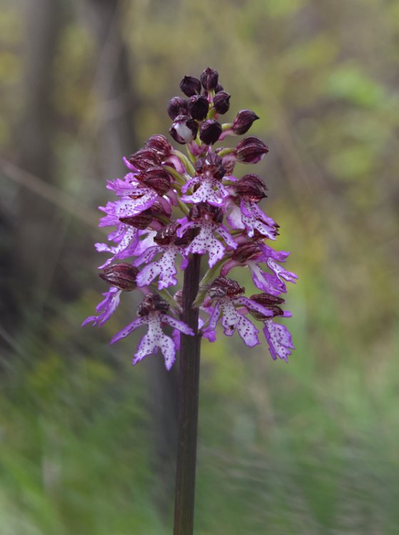 Orchis purpurea Huds. 1762 -3.jpg