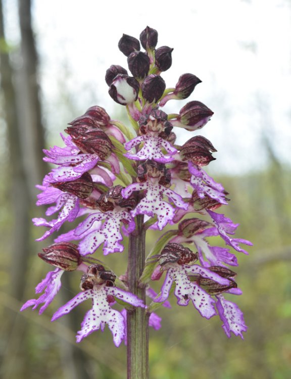 Orchis purpurea Huds. 1762 -5.jpg