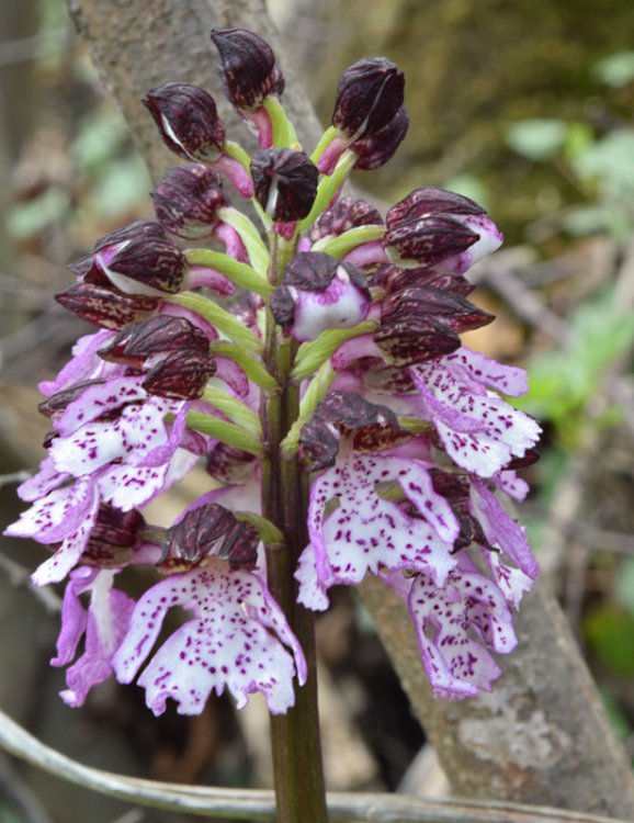 Orchis purpurea Huds. 1762 -8.jpg