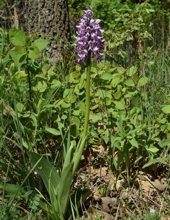 Orchis militaris L. 1753. 1.jpg