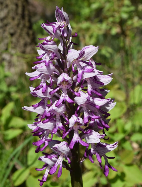 Orchis militaris L. 1753. 2.jpg