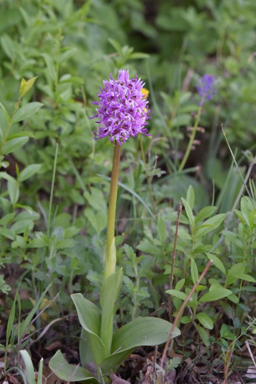 Orchis simia Lam. 1779-5.jpg