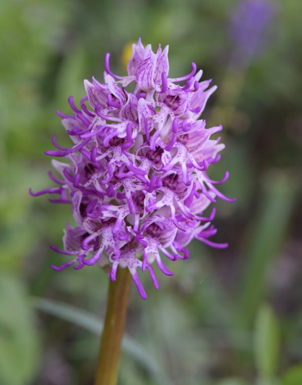 Orchis simia Lam. 1779-6.jpg