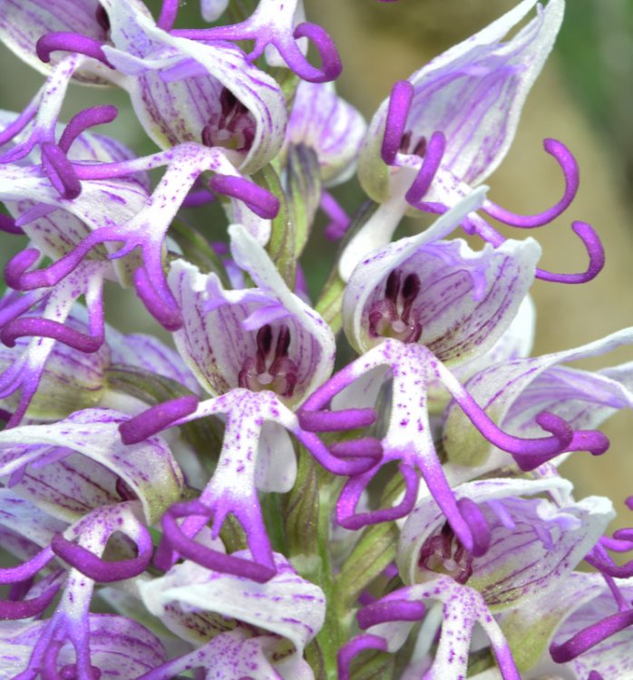 Orchis simia Lam. 1779-9.jpg