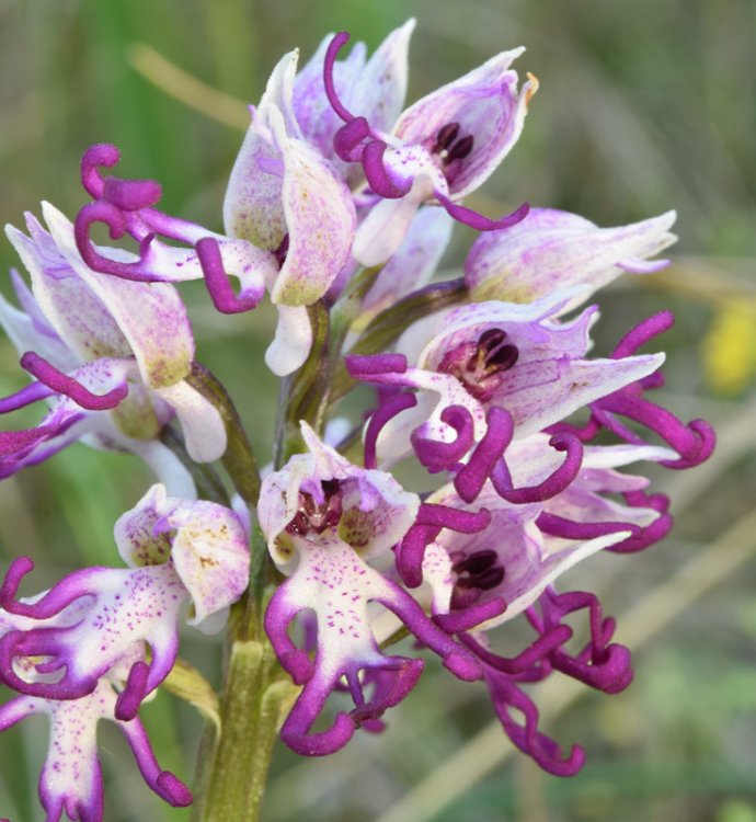 Orchis simia Lam. 1779-10.jpg