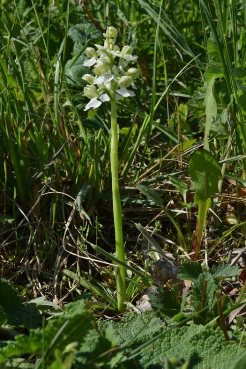 Anacamptis morio (L.) R.M. Bateman, Pridgeon & M.W. Chase. Apocromica. 1.jpg