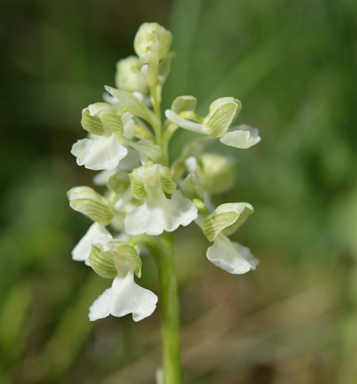 Anacamptis morio (L.) R.M. Bateman, Pridgeon & M.W. Chase. Apocromica. 2.jpg